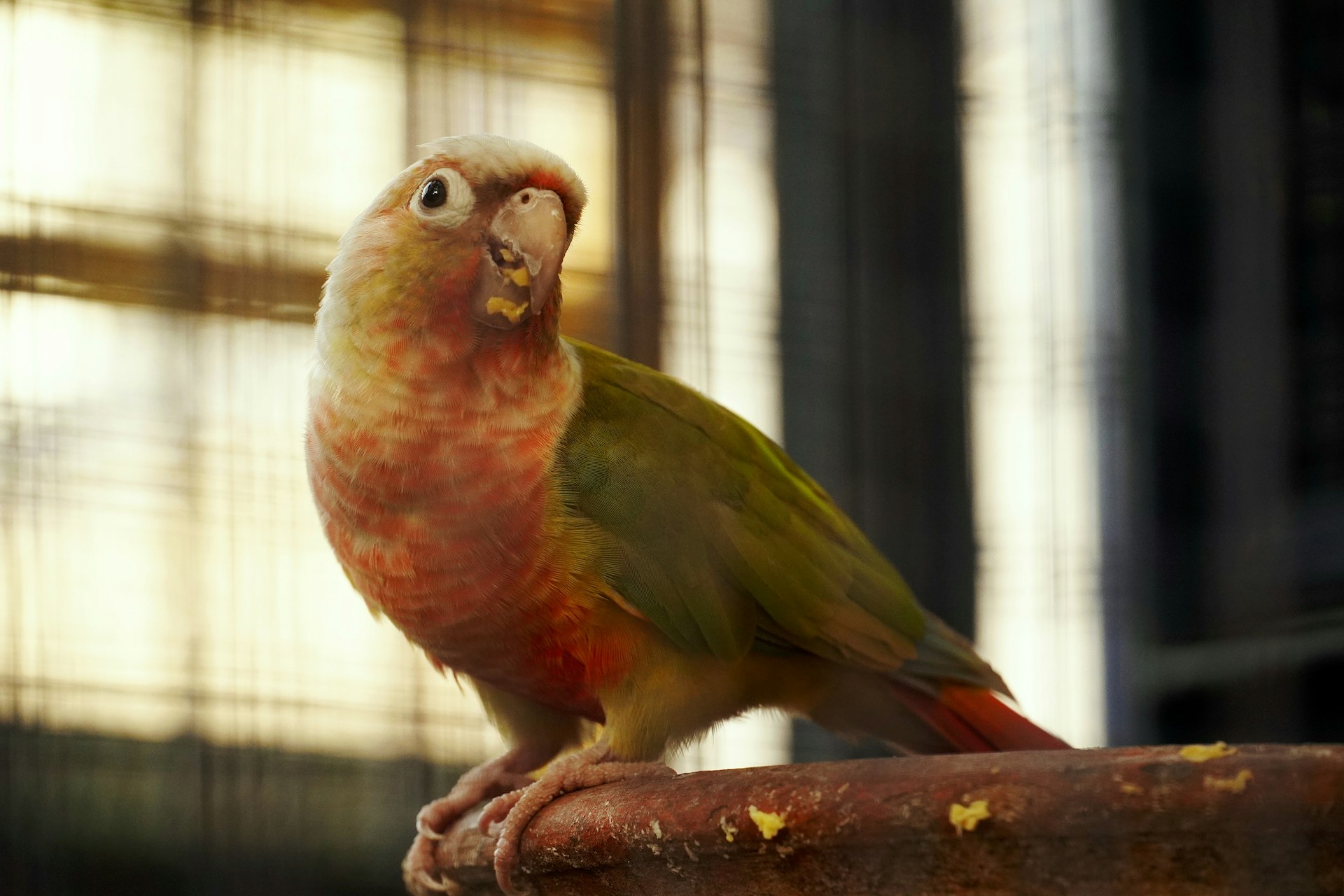 A green and red parrot perched on a surface.